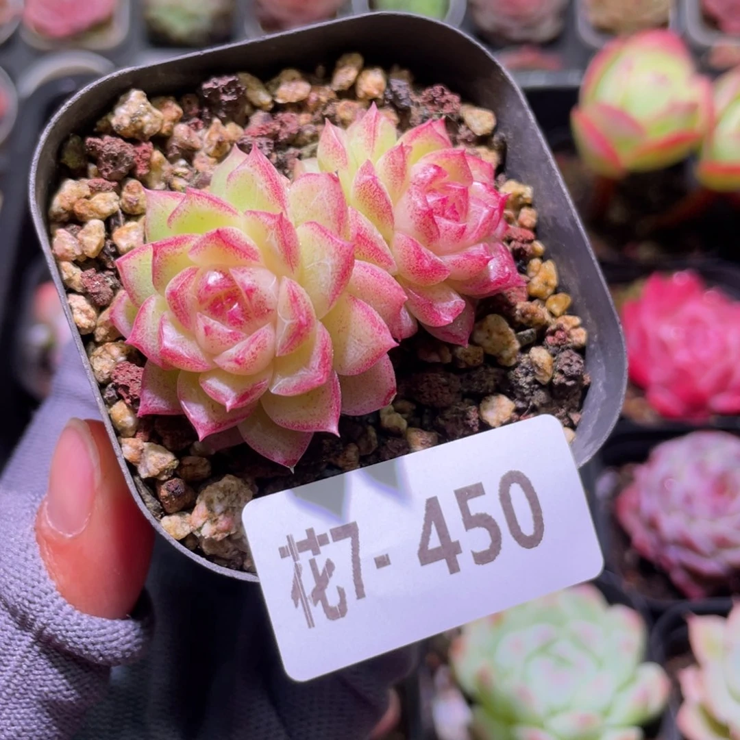 花利美7-450女王玫瑰