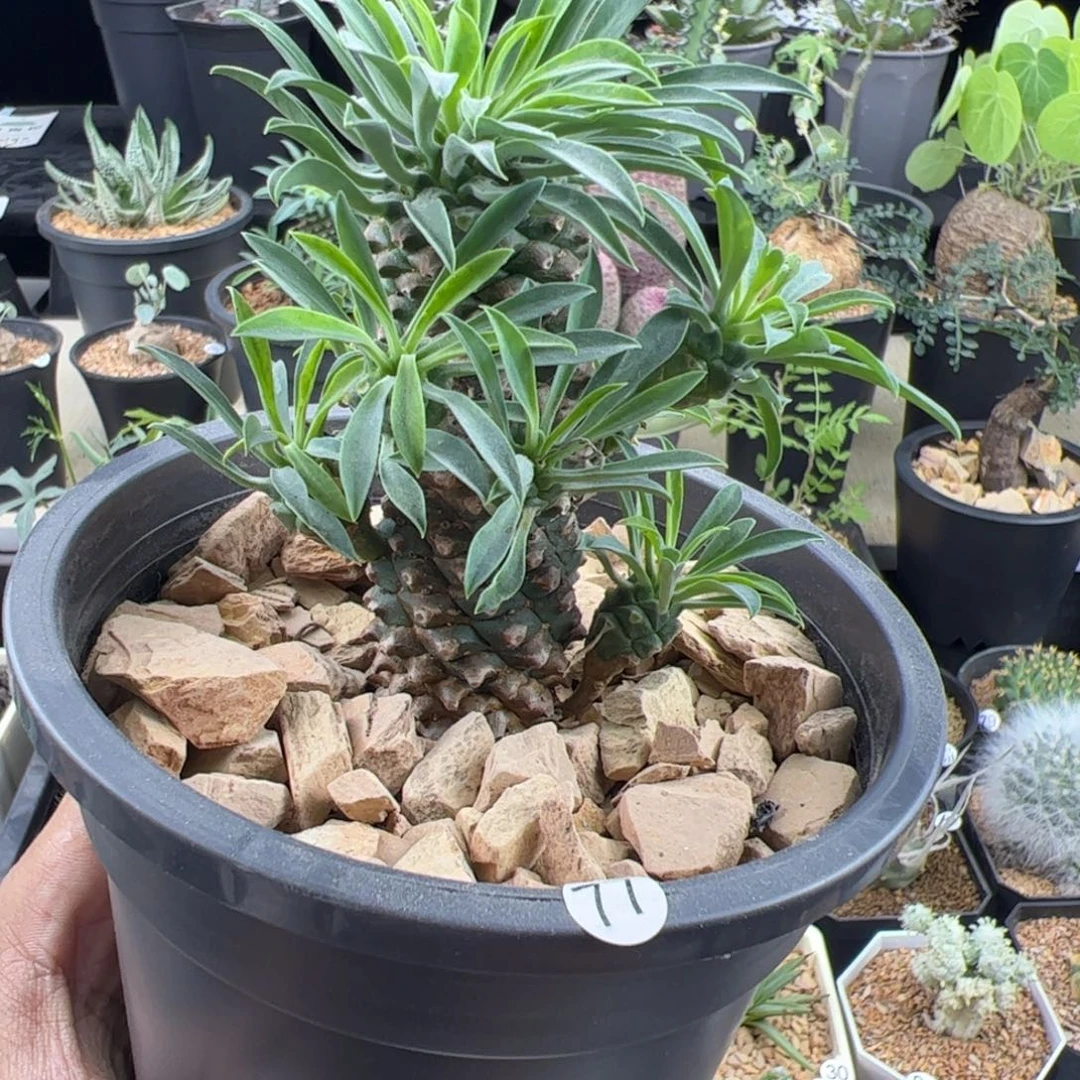 铁甲麒麟大戟一物一拍脱土发
