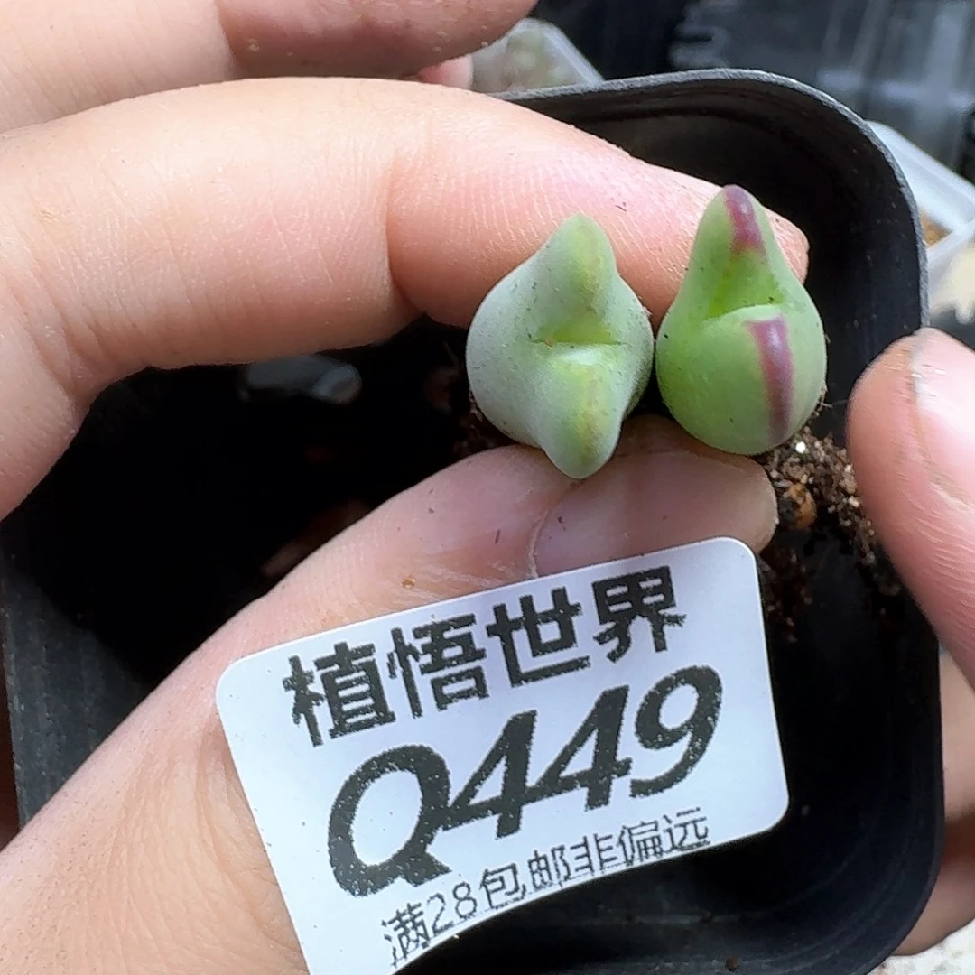 多肉植物的润泽发发