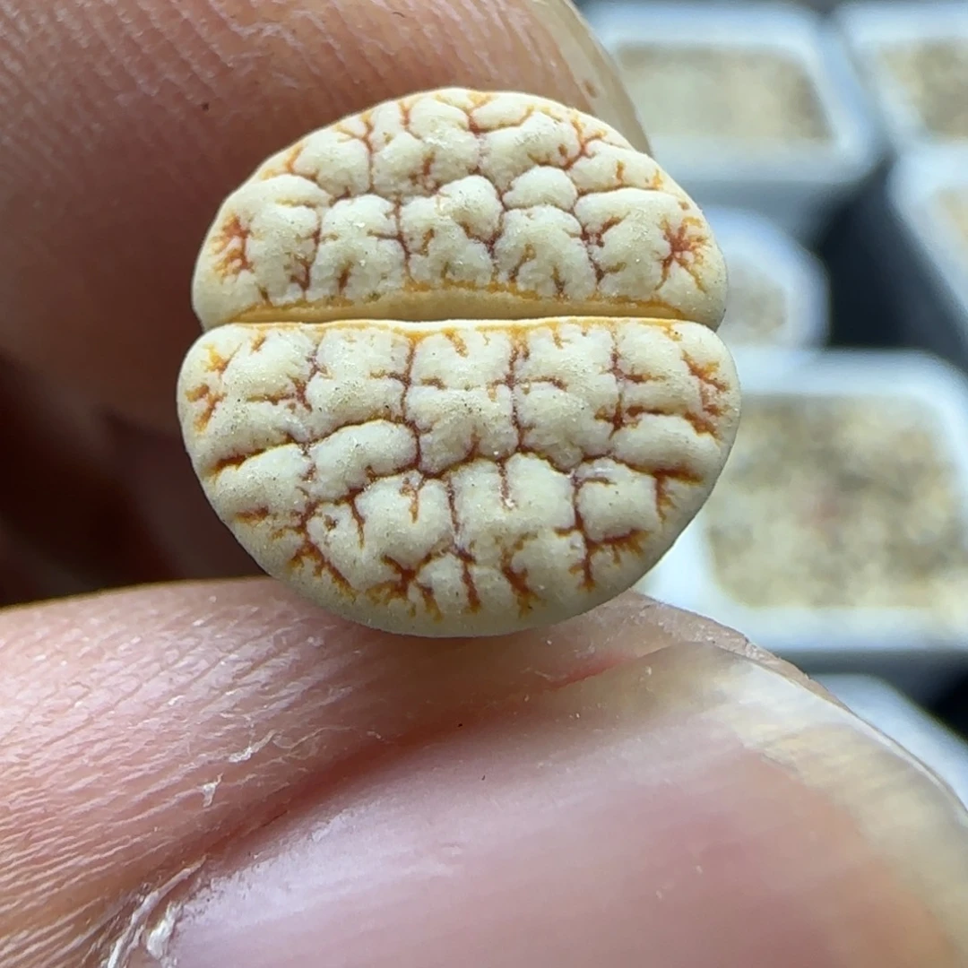 225 生石花大棚直播