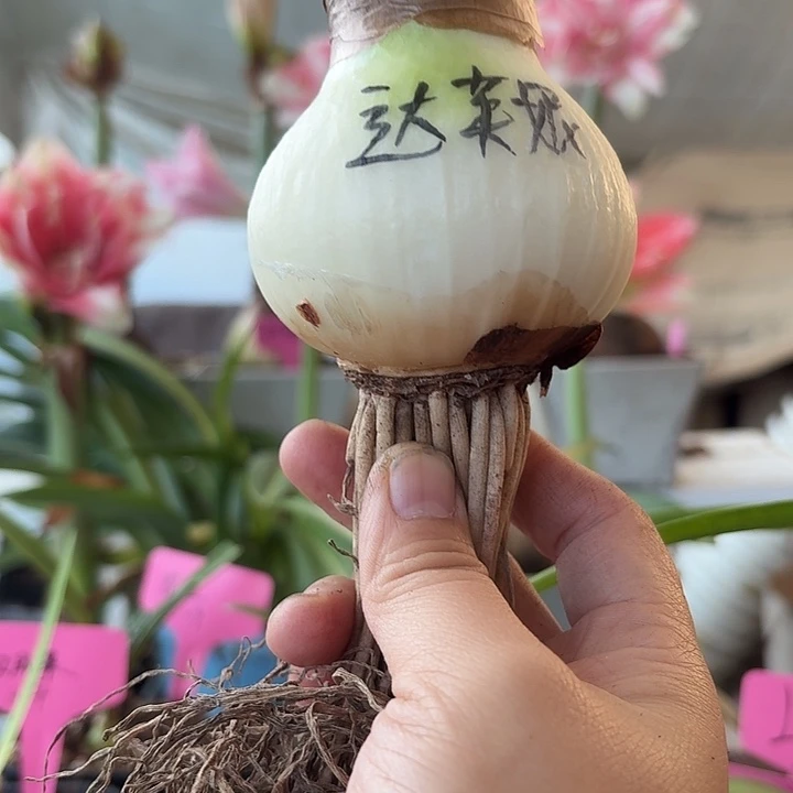 无花朵达芙妮朱顶红直径7cm