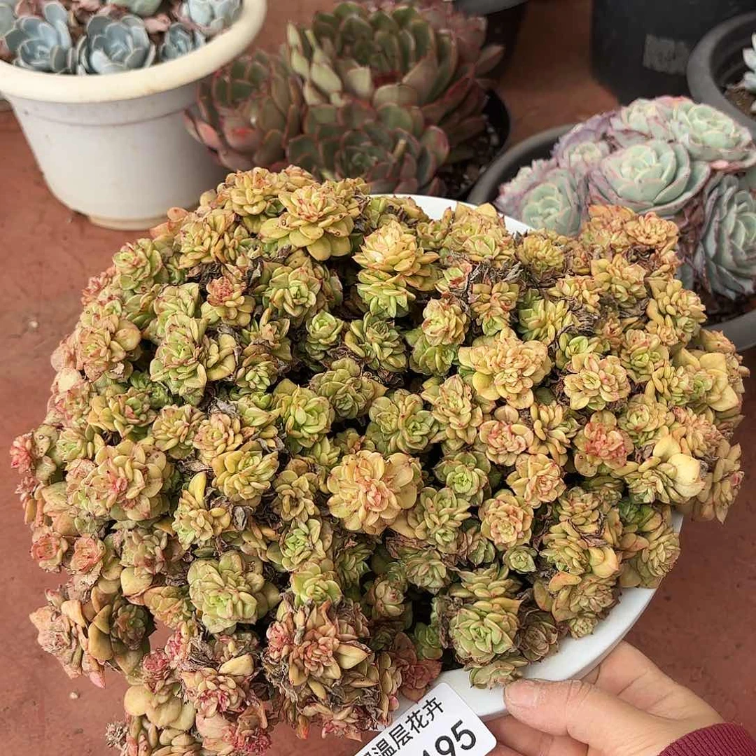 同温层多肉蜡牡丹195