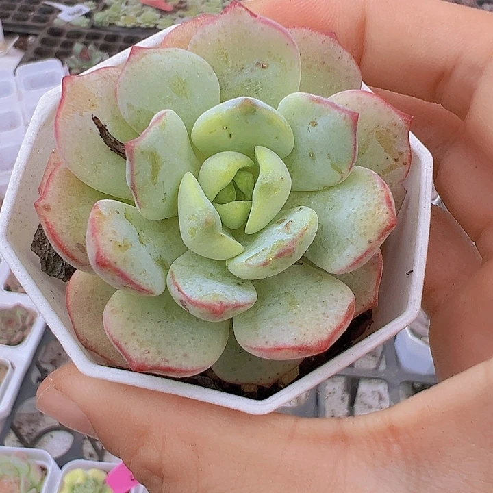 香草19包邮多肉植物