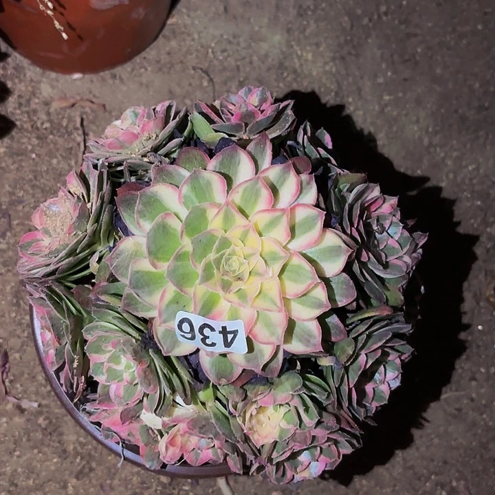 436唐三彩多肉植物不售后