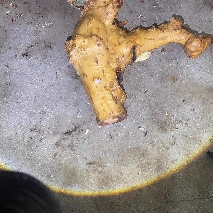 与***泛楠木（金丝楠）其他