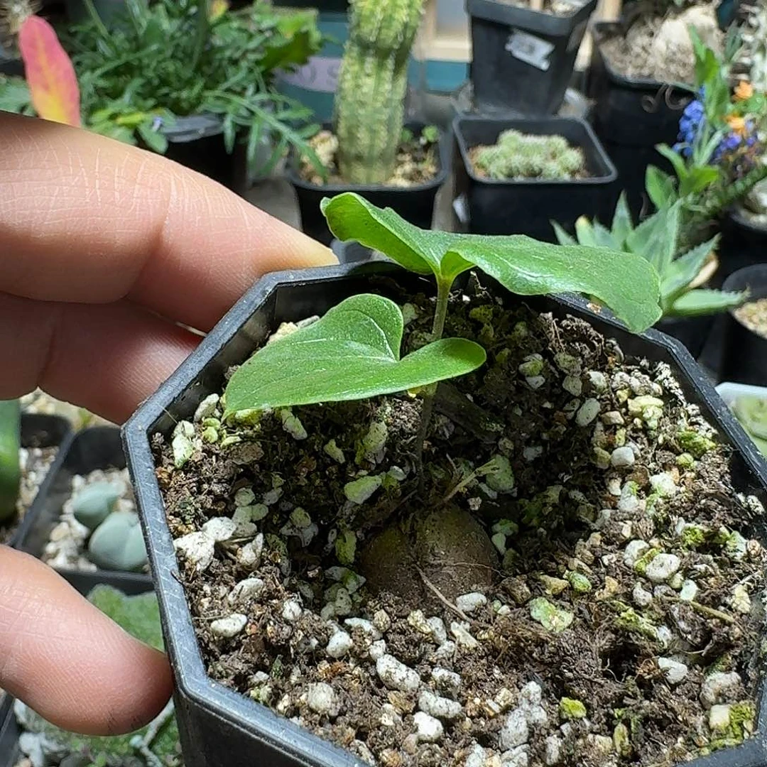 373龟甲龙带盆发货