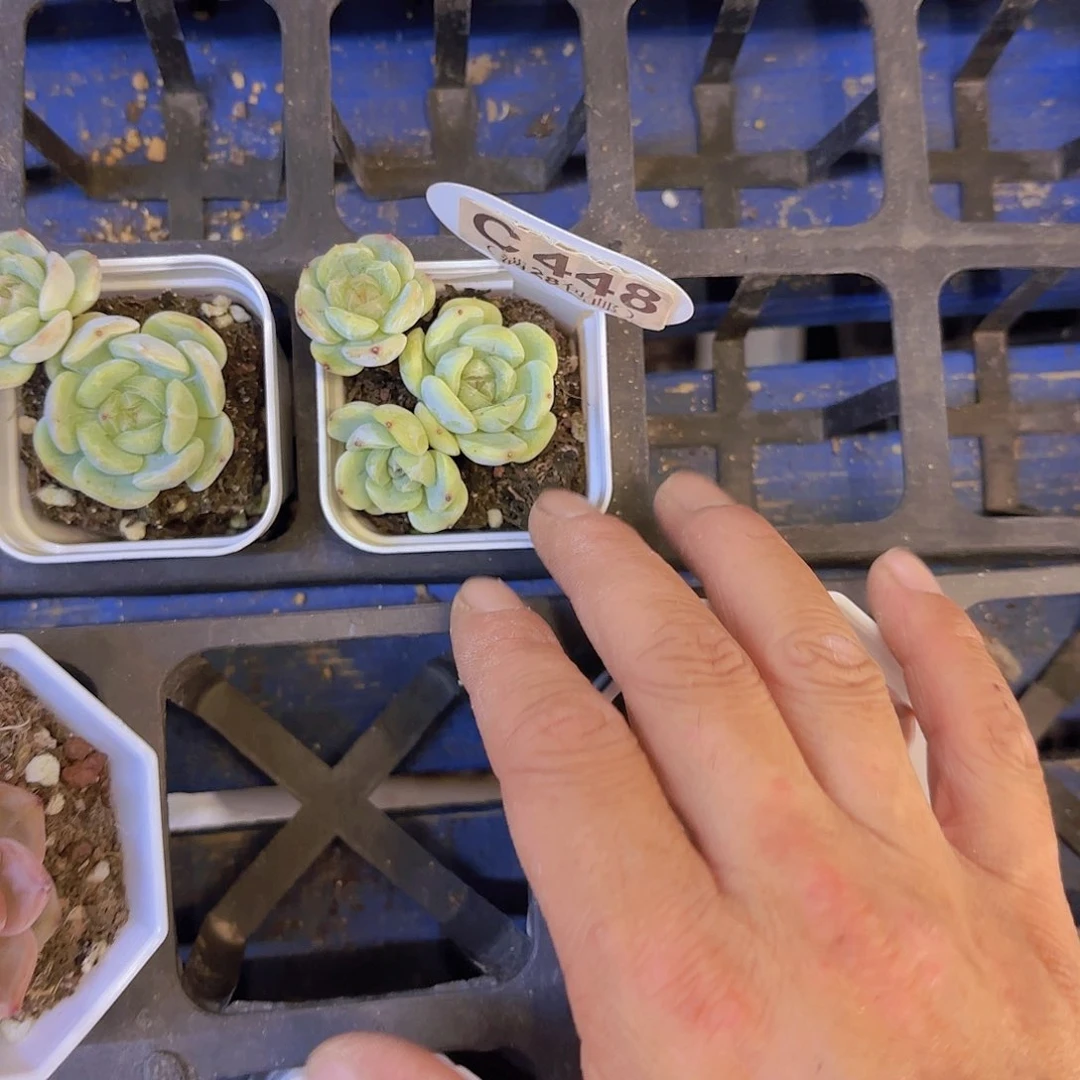 松*✨C448白恋一物一拍