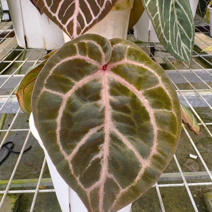 完全开放12号红霓花烛