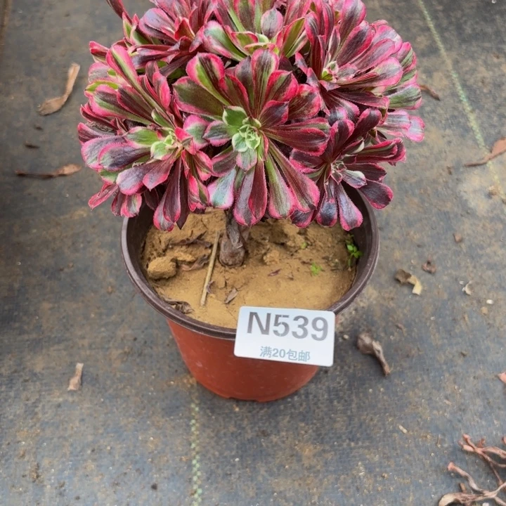 瑞妈多肉园艺539。同花顺，