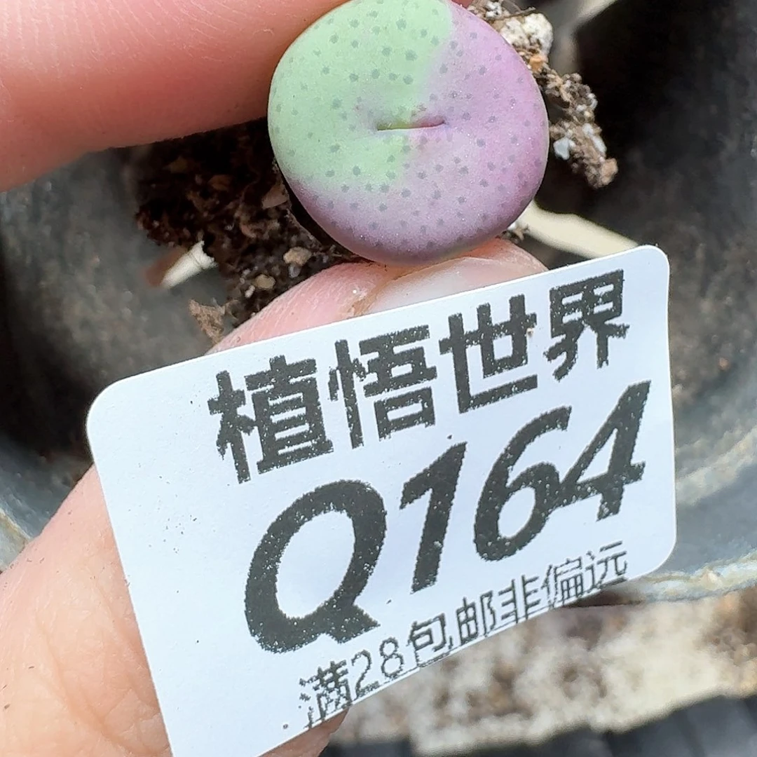 多肉植物的动作jkk