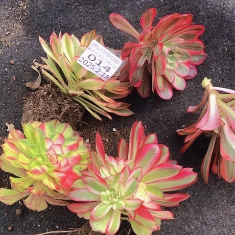 幽*2.18-14砍头多肉植物