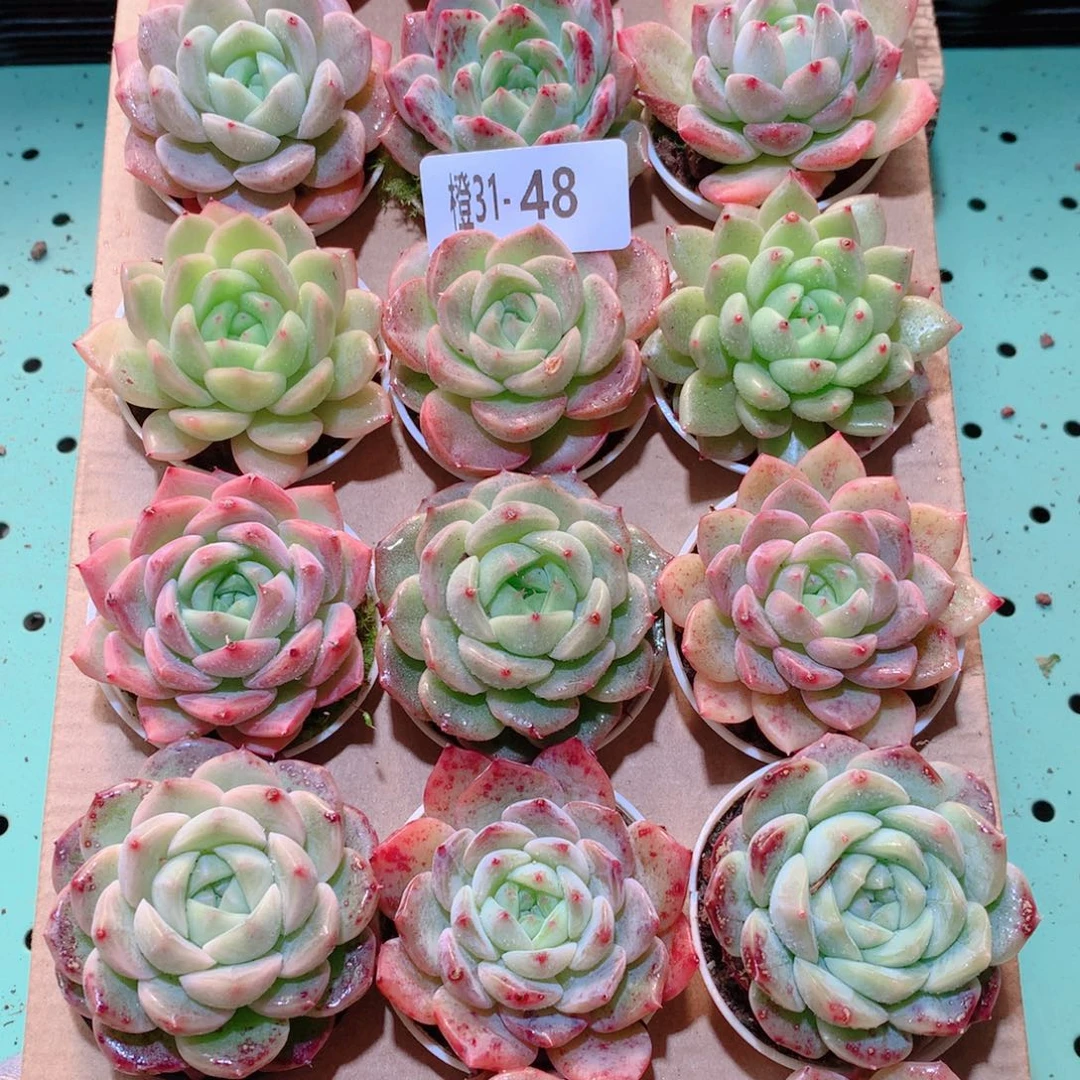 31-48一物一拍多肉带盆18颗