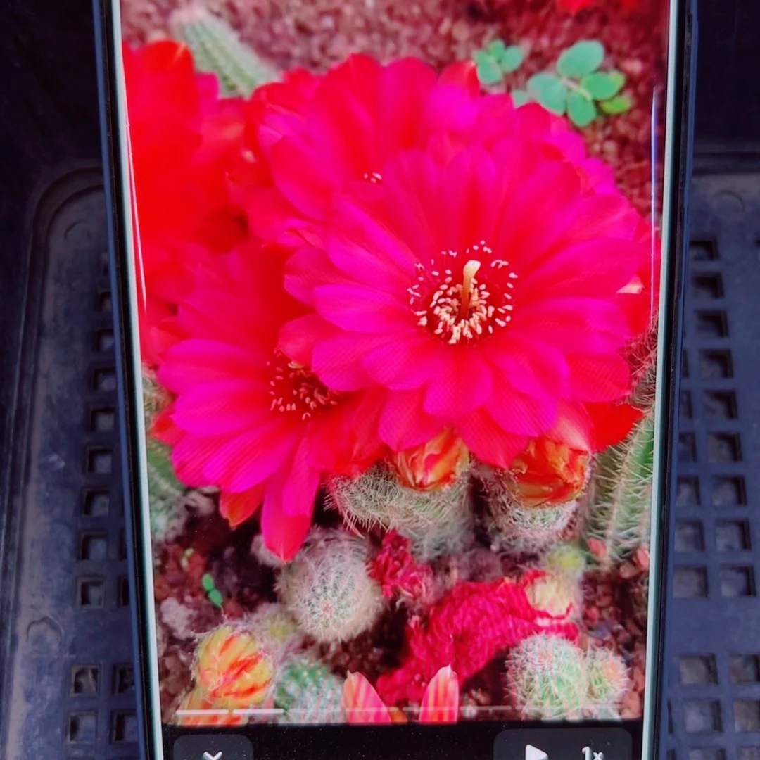 下70白檀胭脂3个无根小侧芽20包邮