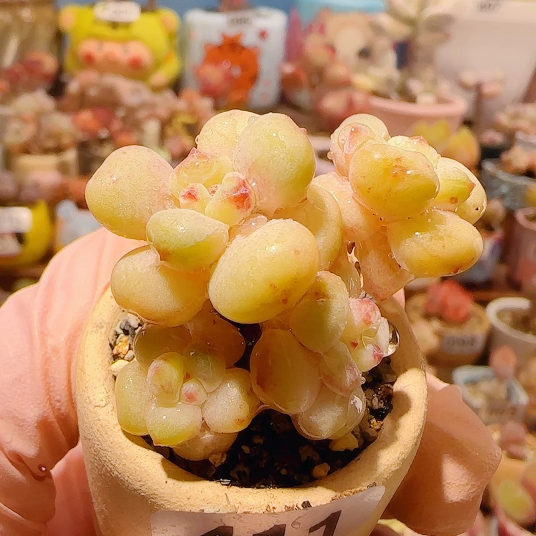 T阳光玫瑰盆口3cm