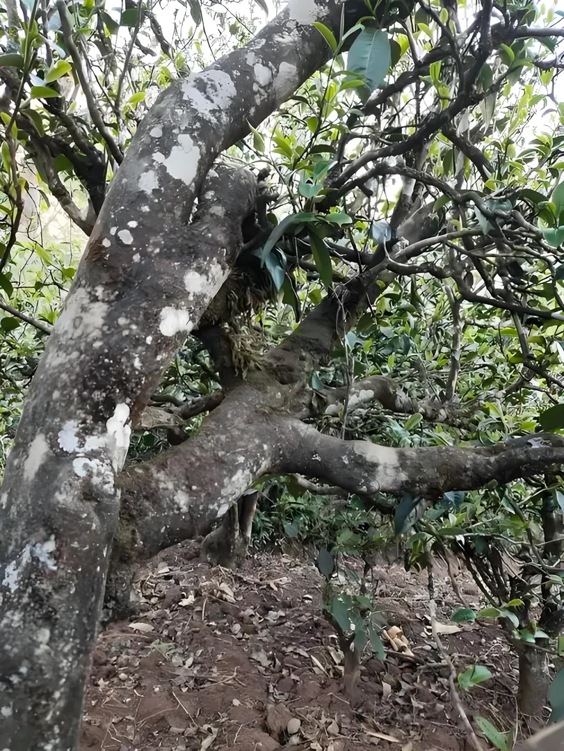 五百年霸气古树单株 茶气劲足 回甘浓强 100克