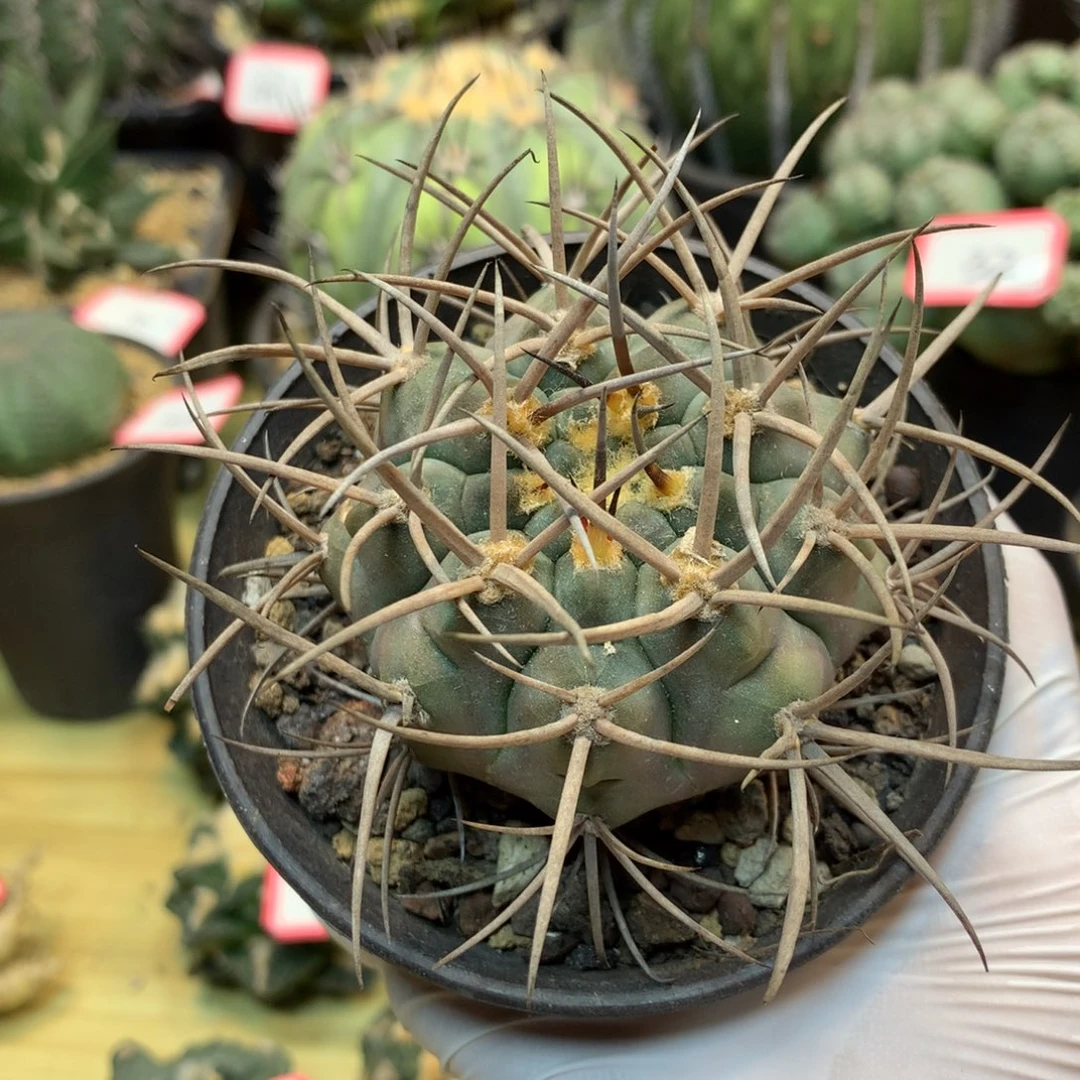 43号  实生首金摩天龙8.5公分