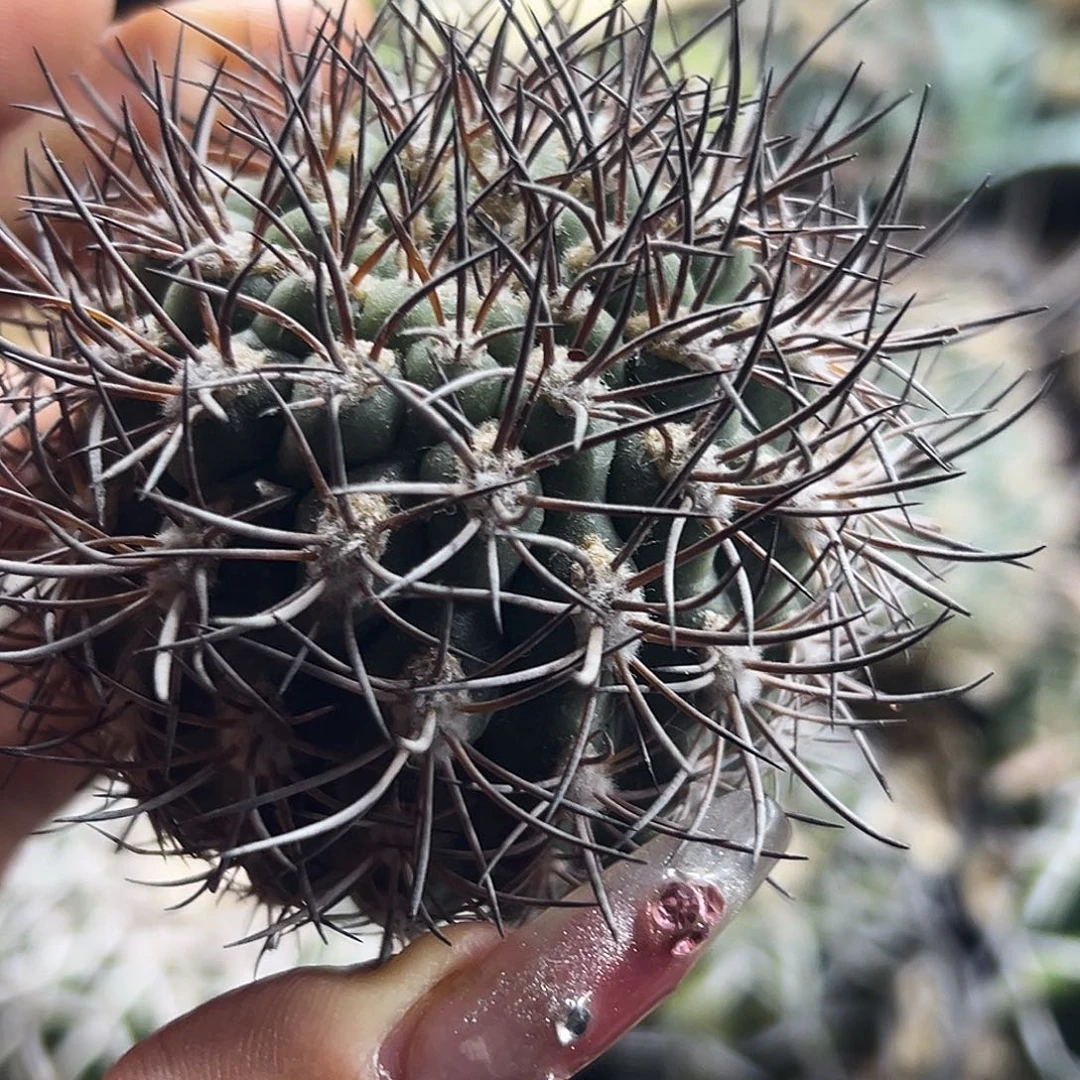 逆豹有根仙人球66666666