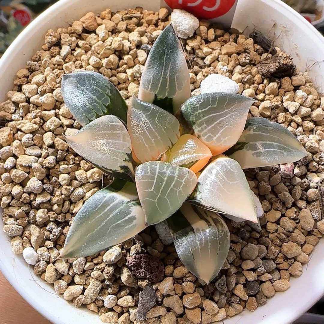 195号花影克锦一物一拍带盆土