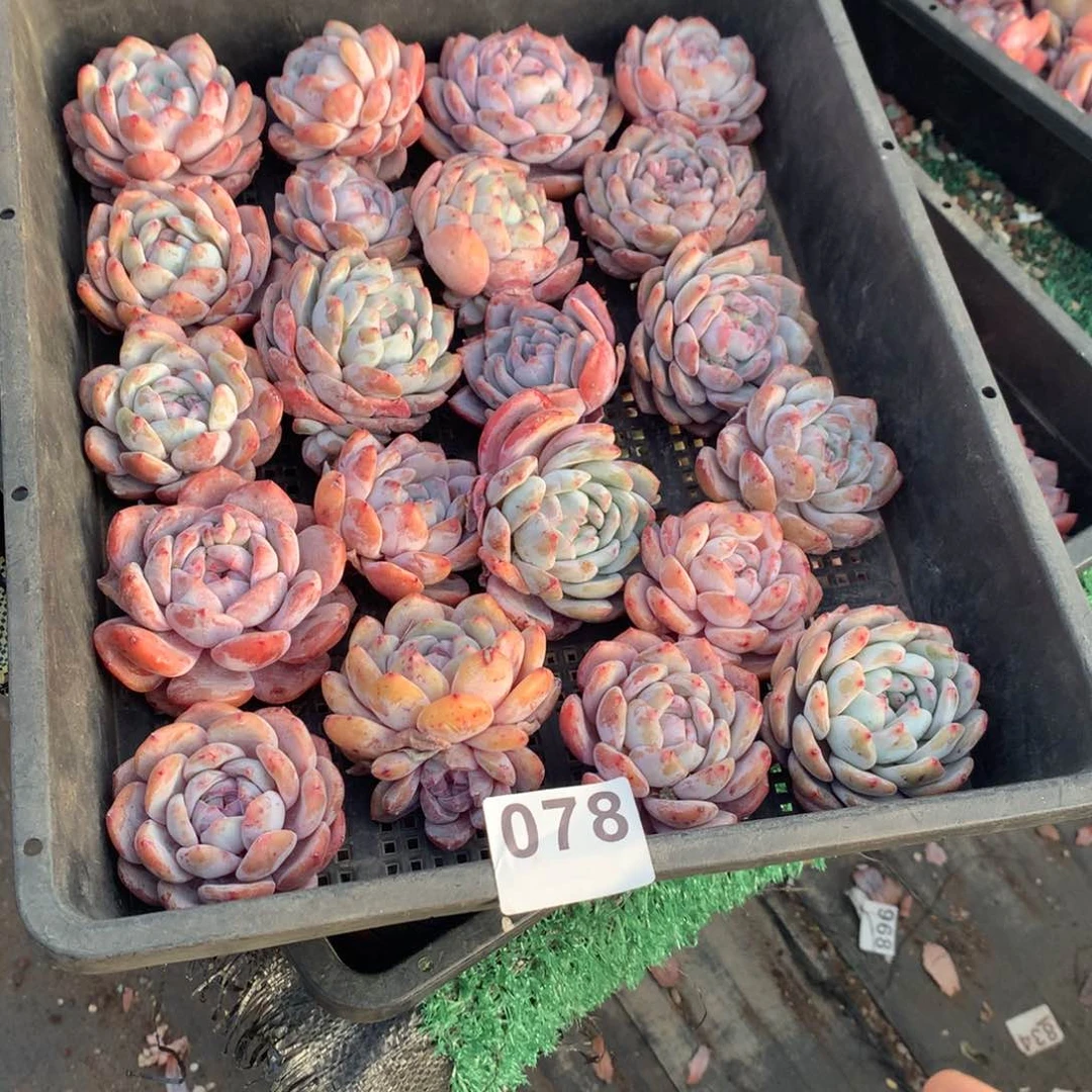 文*078橙子多肉植物组合