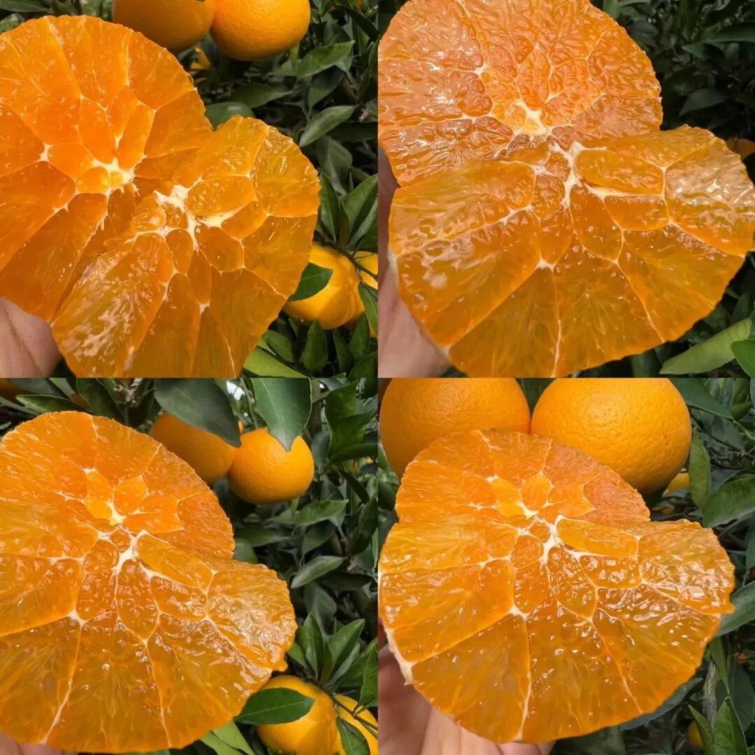 湖北宜昌秭归脐橙九月红京东包邮（果园直发偏远普快）橙子