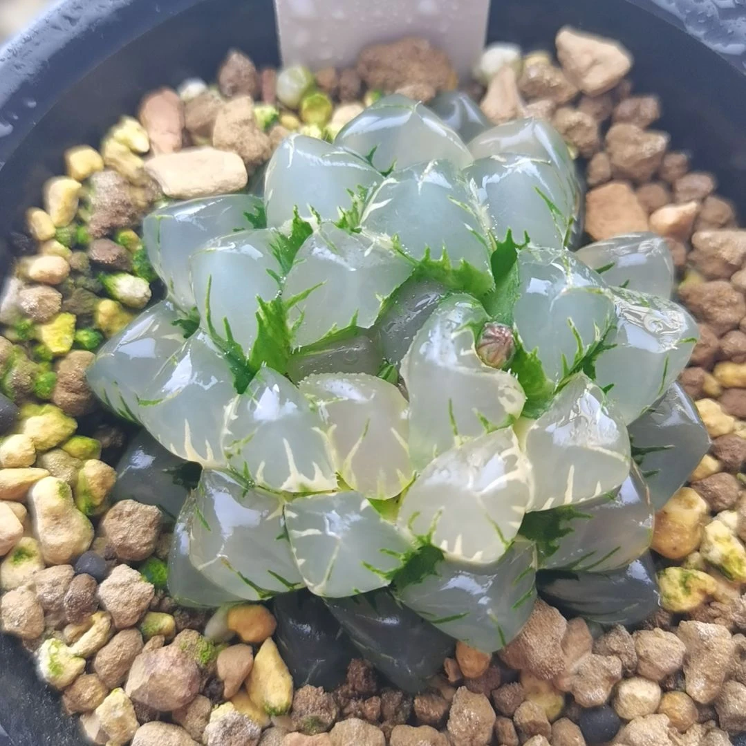 118号水中月极上斑一物一拍带盆土发货