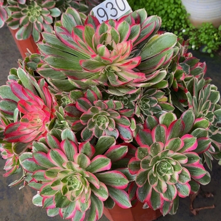 0000000000930孔雀翎