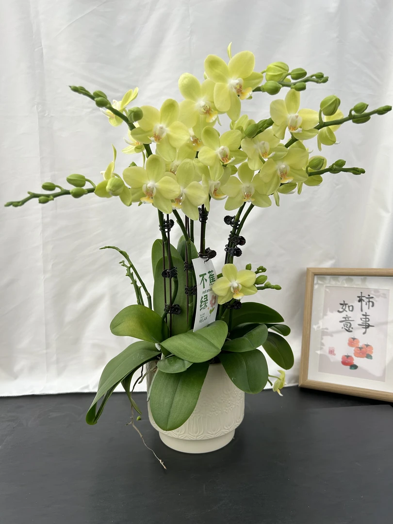 蝴蝶蘭《台大微笑》独有蜡质花花 正绿色系 好养耐开