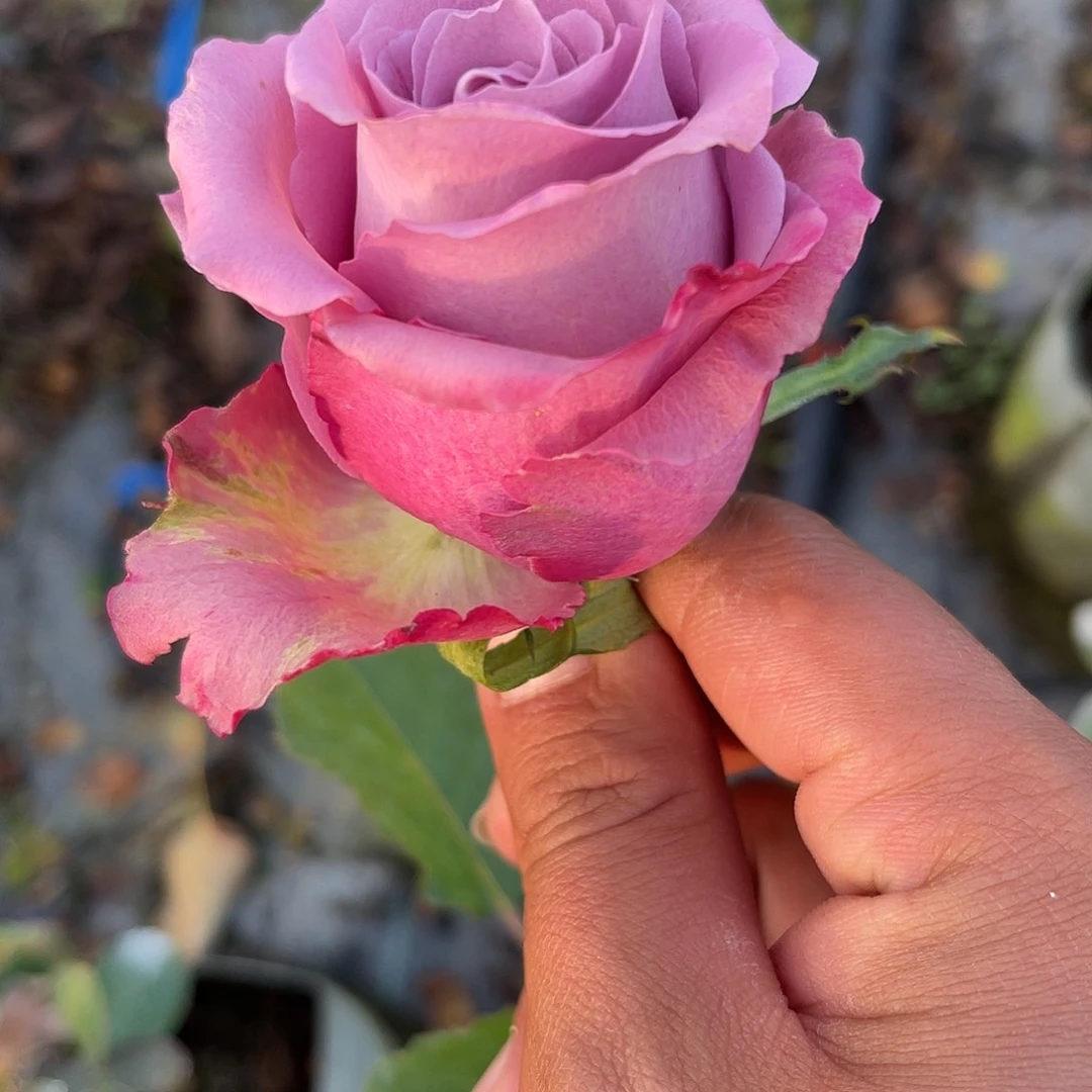 无花朵———戈维达 福利款