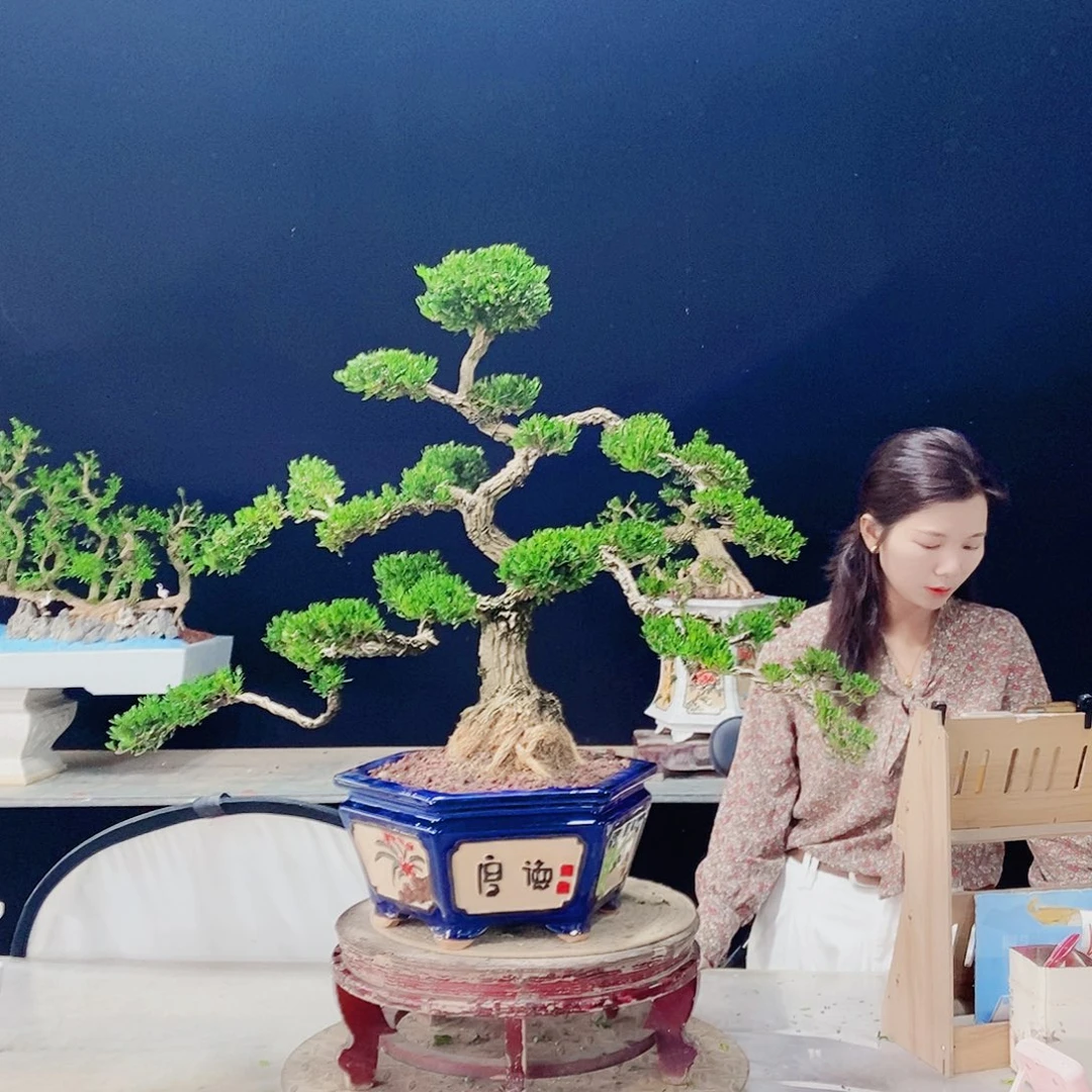 当前无花朵，栽培后可花朵