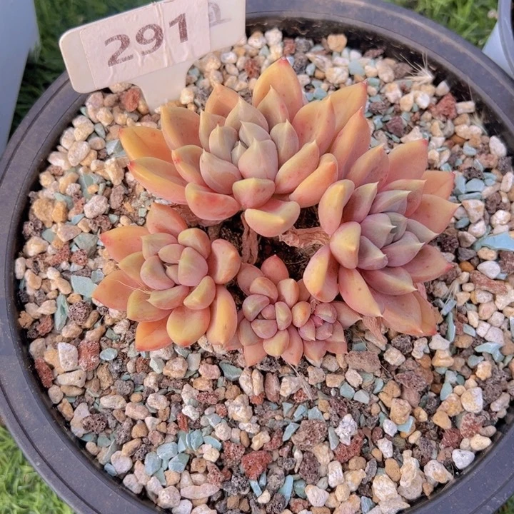 健健康康平平安安