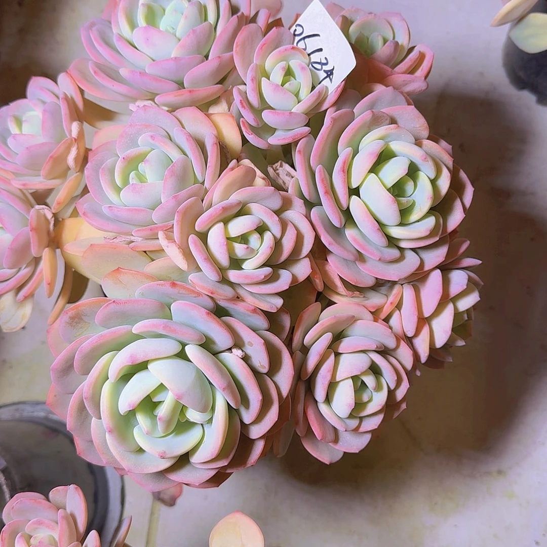 ?****✨06184白月光多肉