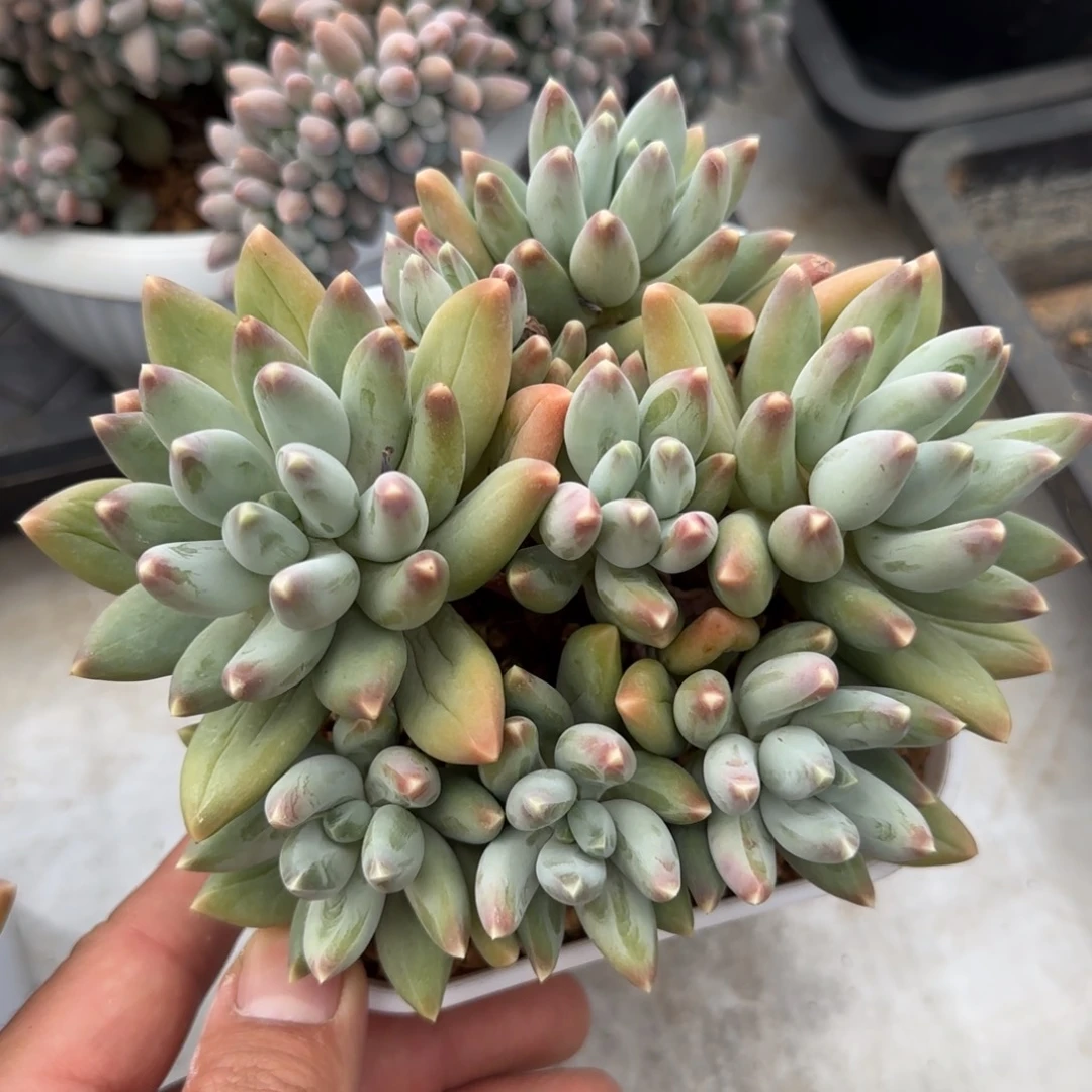 多肉植物一物一拍