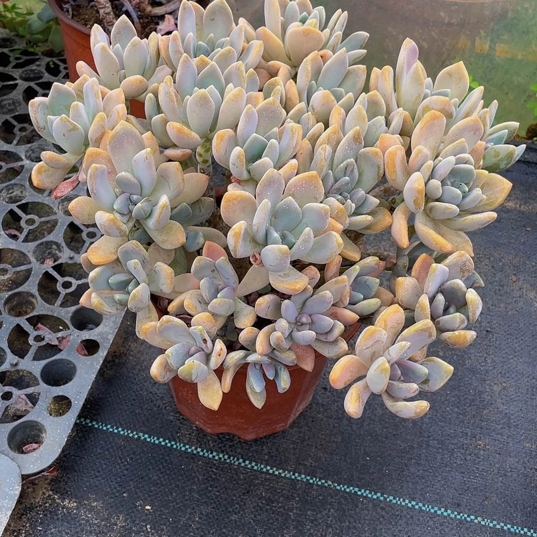 喜****冬美人多肉植物群