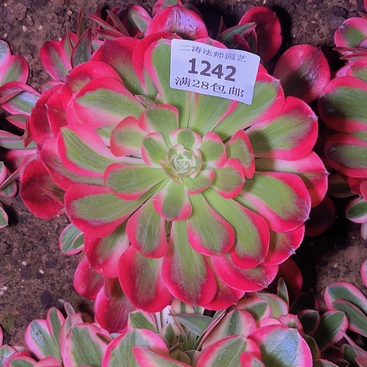 1242红女郎多肉植物