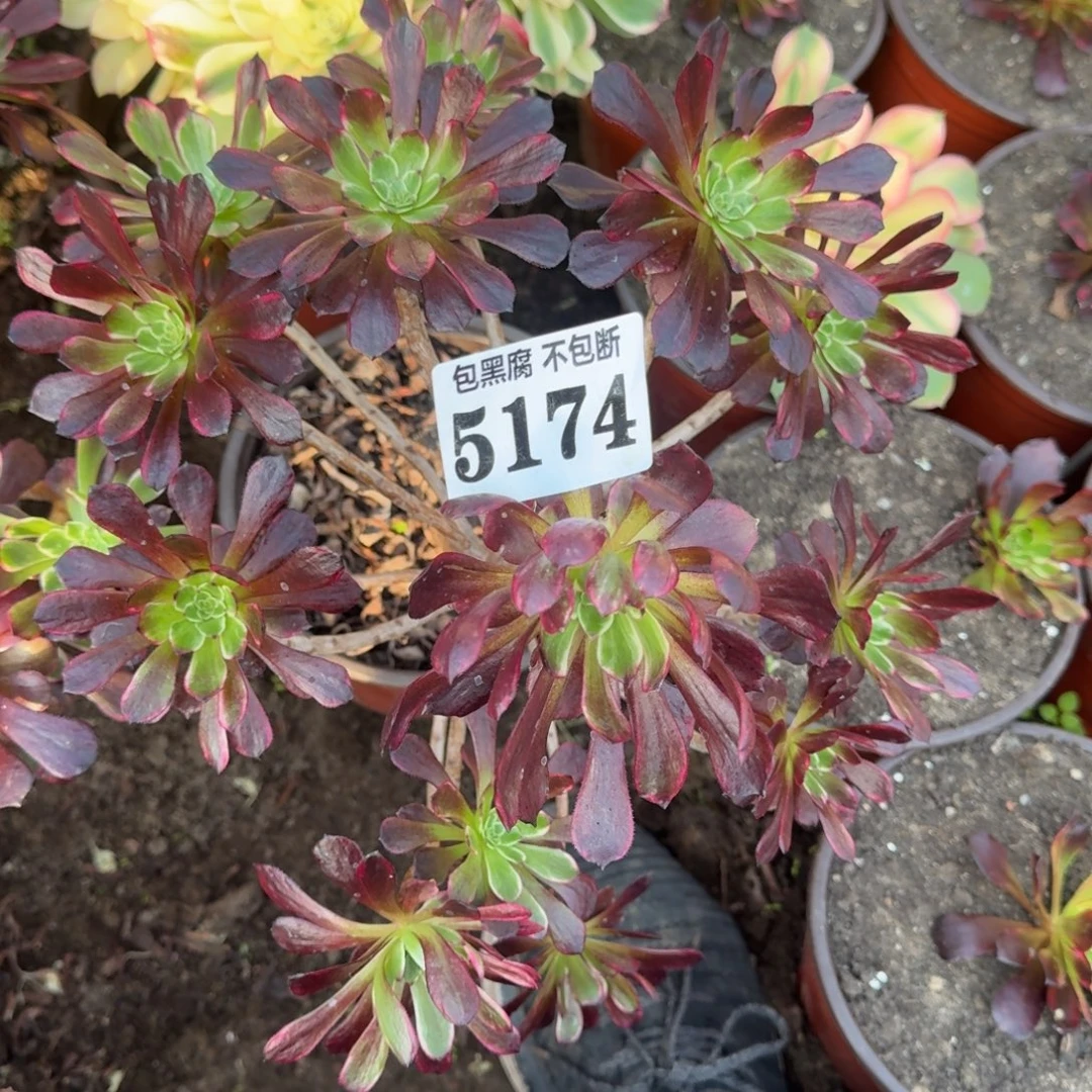 法师墨言无售后5174 19-47