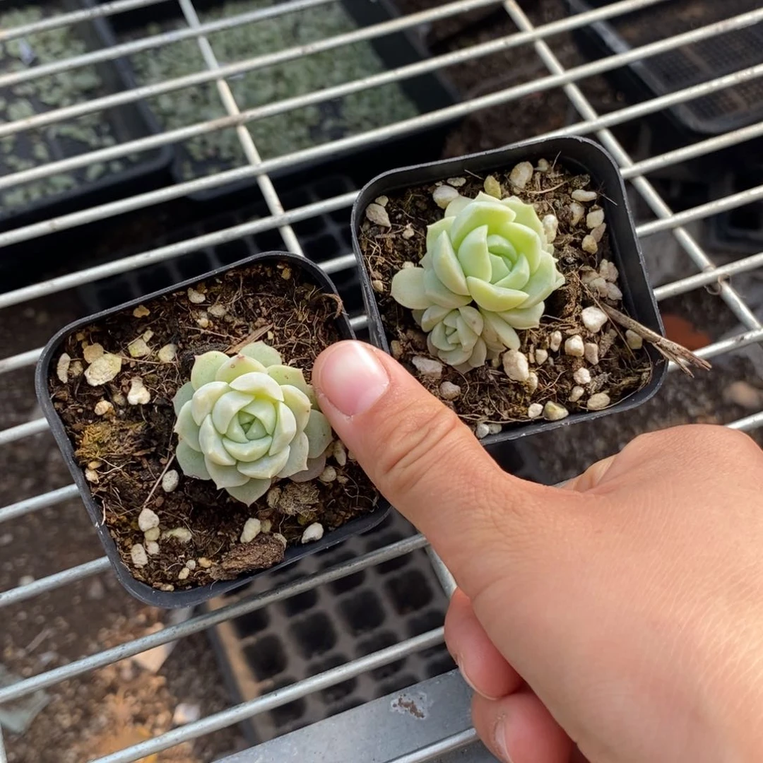 上盆梦幻泡影一个多肉量拍