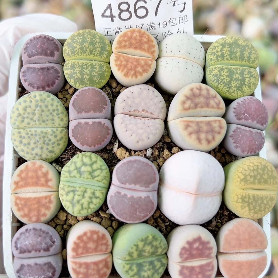 4867 好养易活生石花大母本