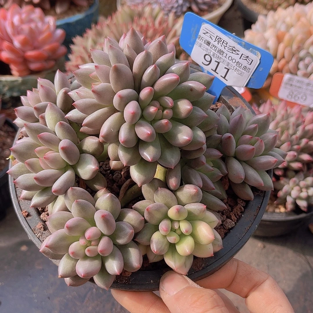 米***虫911岩字美人锦多肉植物