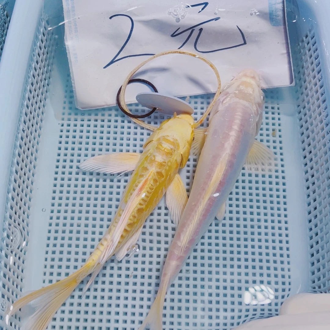 锦鲤192 锦鲤观赏鱼冷水