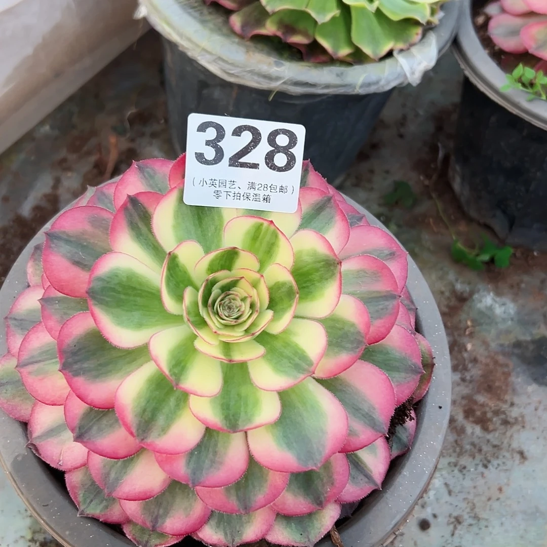 多肉植物328海神法师