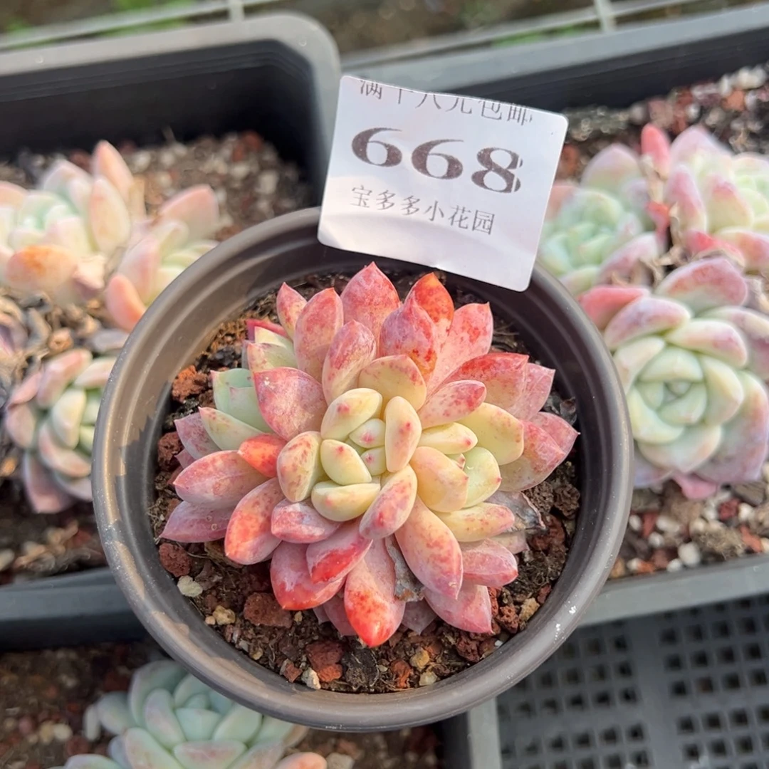 要****梦露三头朵朵群量拍多肉满18元包邮下午发过