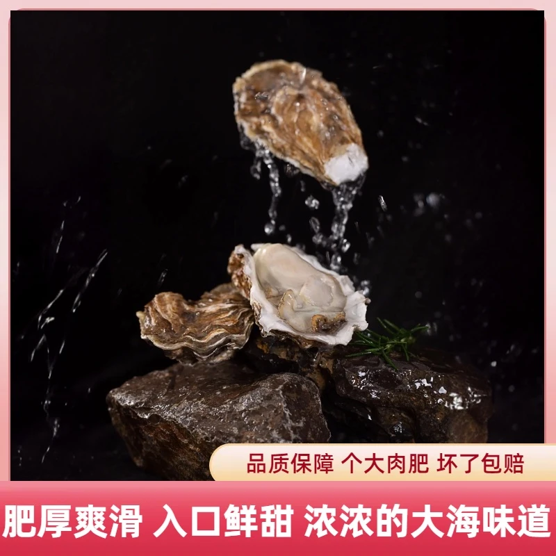 鲜活大连冷水生蚝5斤装（3两-6两/只）12-15只 鲜活直达 蒜蓉烧烤清蒸食材