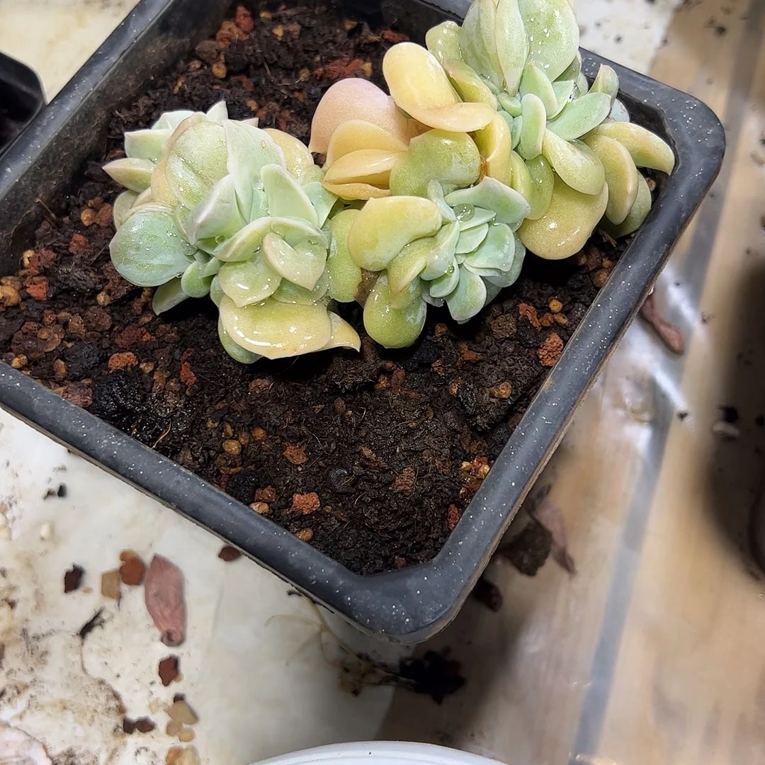 可爱玫瑰朵朵多肉植物