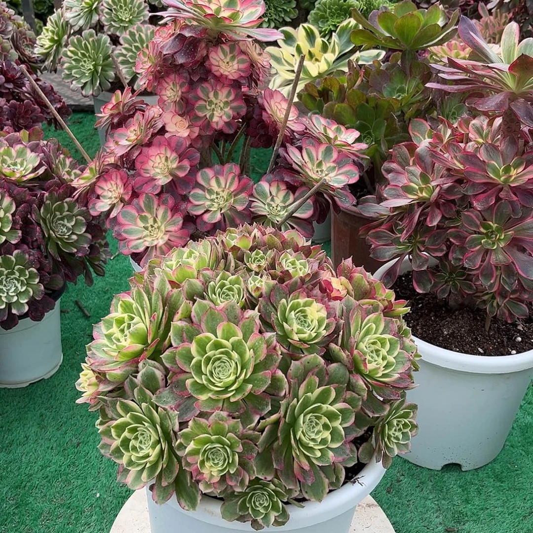 无花朵海仙法师多肉植物漂亮