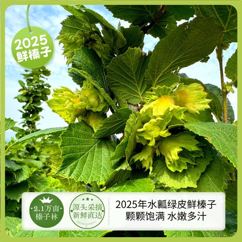 【鲜榛子】水瓤绿皮鲜榛子现摘现发 头茬鲜榛子水嫩鲜香绿色农产品