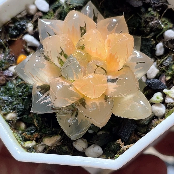 668水中月一物一拍