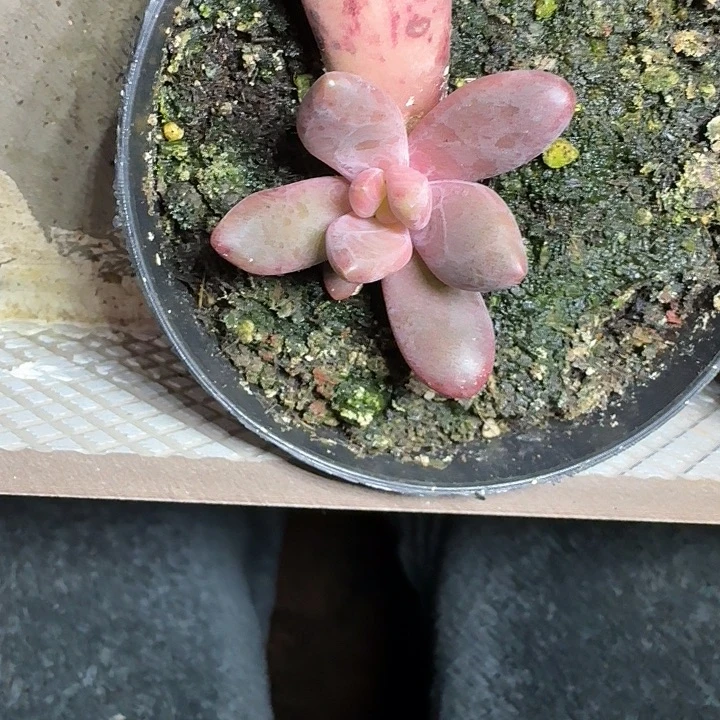 斯卓贝 叶插 一物一拍