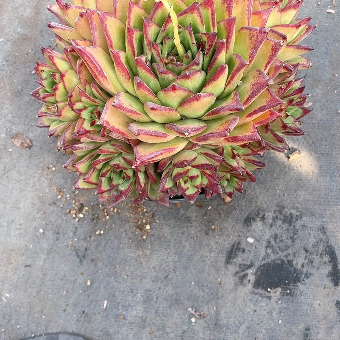 ?****口红大手捧带盆发货多肉