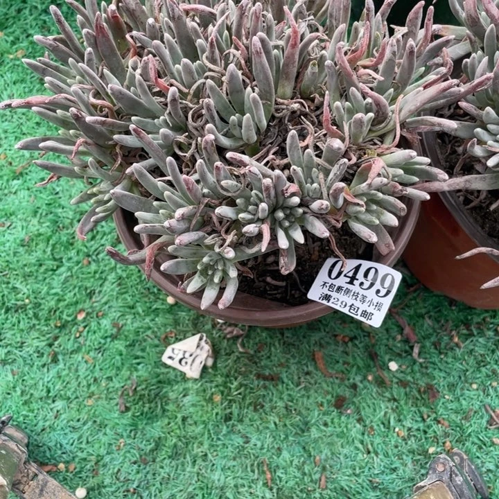 499号银光闪多肉植物