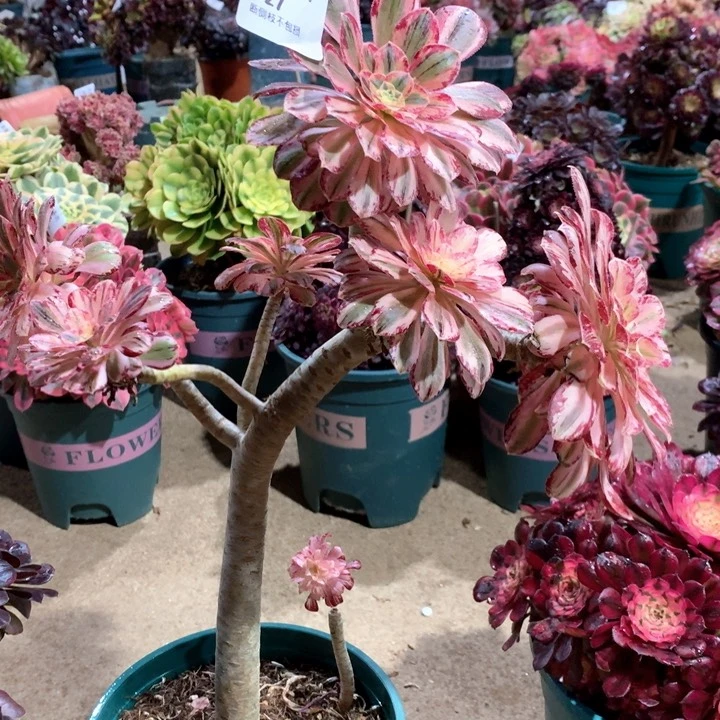 阿*桃727微锦锦多肉植物